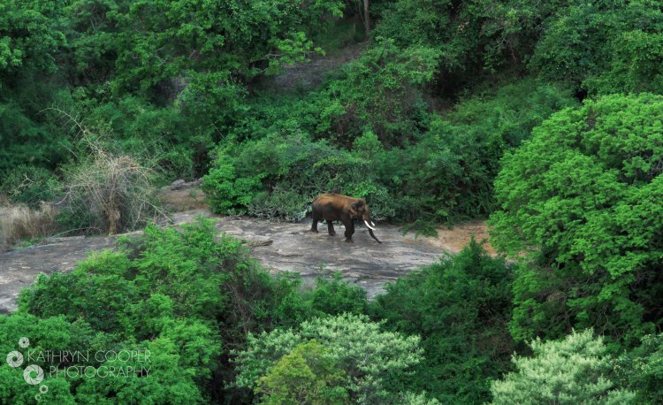 Kathryn Cooper - EarthTouch - Delisted Species - elephant logoJPG