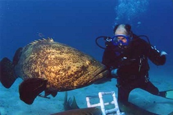Grouper
