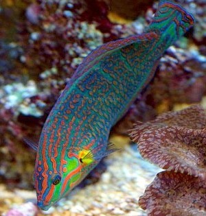 Melanuruswrasse1