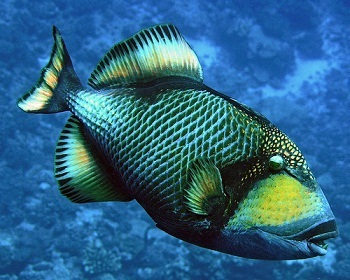 Triggerfish