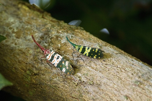 Thaibeetles_kathryncooper